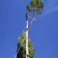 WA Regional Tree Services logo