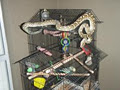 AustralianSnakeCatchers.com image 1