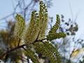 Australis Plants image 5