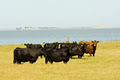 Coorong Angus Beef logo