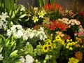 Cronulla Florist image 1