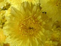 Crystal Creek Flowers image 1