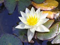 Currarong Gardening & Handyman Service image 1