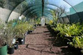 HiCity Direct Plants image 3