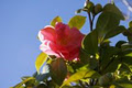 HiCity Direct Plants image 1