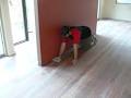 Impact Timber Flooring image 3