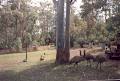 Koala Park image 5