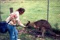 Koala Park image 6