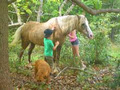 Noosa Avalon Farm Cottages image 4