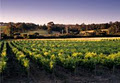 Rockfield Estate Vineyard image 2