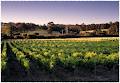 Rockfield Estate Vineyard image 6