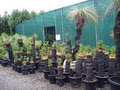 Sertel's Nursery Pty Ltd image 2