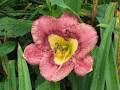 Summerland Daylily Farm image 3