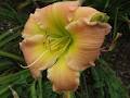 Summerland Daylily Farm image 5