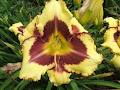 Summerland Daylily Farm image 6