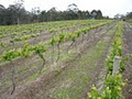 Tingle-Wood Wines image 2