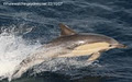 Whale watching Sydney image 3