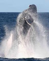 Whale watching Sydney image 1