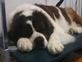 FuzzBuckets Dog Grooming logo