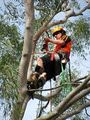 Heartwood Tree Solutions Pty Ltd image 5