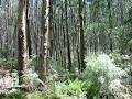 Kinglake Ranges Wilderness Camp image 3