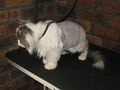 Louise's Pet Grooming image 4