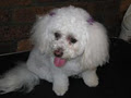 Louise's Pet Grooming image 6