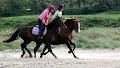 Polytechnic West - Equine Training Centre image 6