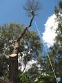 Rennie Brothers Tree Surgeons image 1