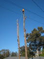 Shepherd's Tree Service Pty Ltd image 3