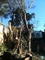 Sydney Arborist image 6