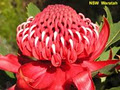 Waratah Limousines logo